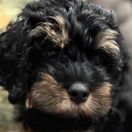 Cavapoos, Cockapoos, Cocker Spaniels, and Goldendoodles from Red Stick Kennels, LLC
