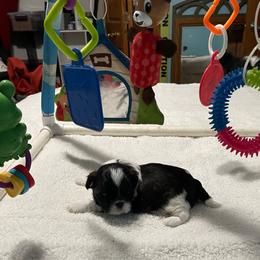 Puppy 3 - Black and white male Shih Tzu puppy in Kingsley, Michigan from Joseph's Shih Tzus
