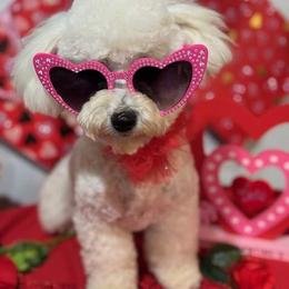 Sally Sue - White female Bichon Frise puppy in Lindale, Texas from Patchwork Bedlington Terriers and Bichon Frise