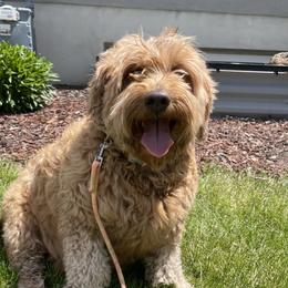Fiona - Goldendoodle