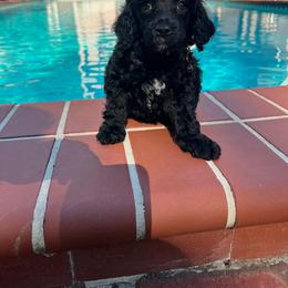 Mr. Richard - Black male Poodle puppy in Gainesville, Florida from Pipsqueak Mansion Poodles