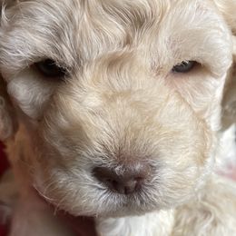 Gabby - Orange Lagotto Romagnolo puppy in Fairfield, Iowa from Adagio Lagotto