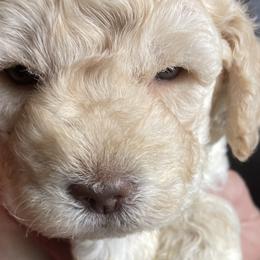 Gabby - Orange Lagotto Romagnolo puppy in Fairfield, Iowa from Adagio Lagotto