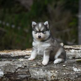 Azul - Gray and white male Pomsky puppy in Coos Bay, Oregon from Ocean View Pomskies