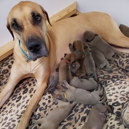 Hazel - Great Dane