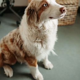 Honey - Miniature American Shepherd