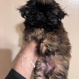 Kobe - Tricolor male Shih Tzu puppy in Azusa, California from RJ Shih Tzu lover