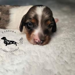 Mike - Dapple male Dachshund puppy in Modesto, California from Cabrera Family Kennels