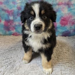 Mango - Black tri male Miniature Australian Shepherd puppy in Church Hill, Tennessee from Hippie Dog Haven