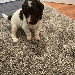 Aussiedoodle and Poodle Puppies from Covington Acres