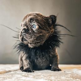 Livia AKA Livi - Blue female French Bulldog puppy in Porter, Texas from Whatabulldog