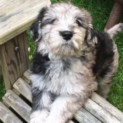 Bergamasco Sheepdog Puppies from Alp Angel Bergamascos