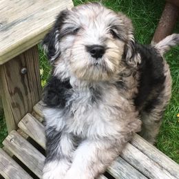 Bergamasco Sheepdog Puppies from Alp Angel Bergamascos