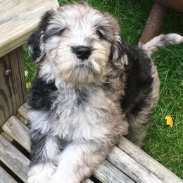 Bergamasco Sheepdog Puppies from Alp Angel Bergamascos