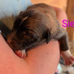 Sienna - Tan female Colorado Mountain Dog puppy in Colorado Springs, Colorado from Sharp Guardians and Goldens