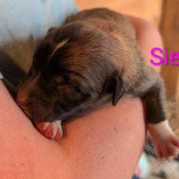Sienna - Tan female Colorado Mountain Dog puppy in Colorado Springs, Colorado from Sharp Guardians and Goldens
