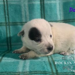 Dancer - Blue female Australian Cattle Dog puppy in Silsbee, Texas from Rockin ND Ranch