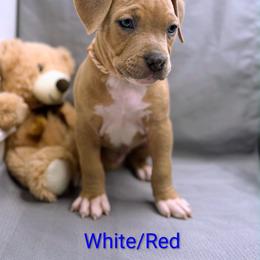 Red and White Collar Male - Blue fawn male American Pit Bull Terrier puppy in Pensacola, Florida from Alpha Alliance Kennels