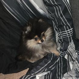 Lilly - Black and tan female Pomeranian puppy in Creswell, North Carolina from Grace's Poms🐾💕