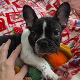 Elaine - Brindle and white female French Bulldog puppy in Twin Falls, Idaho from Whispering White Pines Labradors