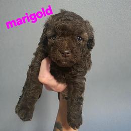 Marigold - Brown and white female Aussiedoodle puppy in Loveland, Colorado from A&L Ranch Aussiedoodles