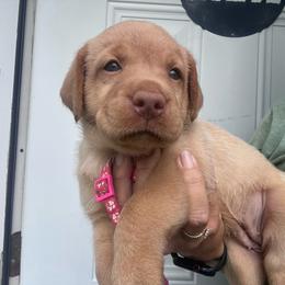 Pink - Yellow female Labrador Retriever puppy in Newton Grove, North Carolina from Wayalife Labradors & Gsp’s