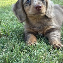 Dachshund Puppies from Rising Dawn Dachshunds