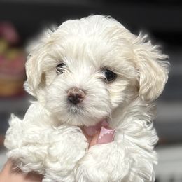 Goldendoodles, Maltese, and Yorkshire Terriers from Puppies by Angie