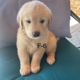 Black - Light golden female Golden Retriever puppy in Coppell, Texas from Emily Goetting