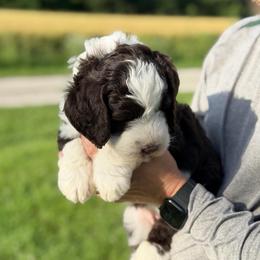 Charlotte - Brown female Bernedoodle puppy in Warrensburg, Missouri from Dreamer Ridge Puppies
