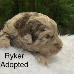 Ryker - Merle male Goldendoodle puppy in New Ringgold, Pennsylvania from Hawk Mountain Doodles