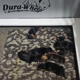 Female 3 - Red female German Pinscher puppy in Chatham, Virginia from WMHK9/Roolyn German Pinschers