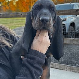 Black and Tan Coonhound Puppies from Classic Coonhounds