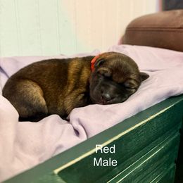 Red male - Sable male German Shepherd puppy in Terrell, Texas from Von Brodek Kennels