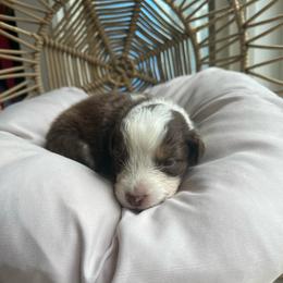 Ellie Mae - Red tri-color female Australian Shepherd puppy in Grants Pass, Oregon from Carmel Mountain Aussies