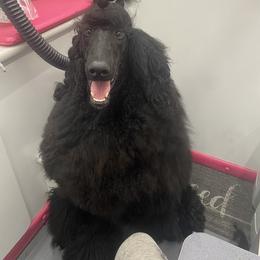 Poodle All Grown Up from Purley Poodles
