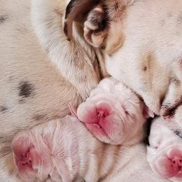 Bulldogs and French Bulldogs from Clever Bulldogs