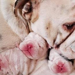 Bulldogs and French Bulldogs from Clever Bulldogs