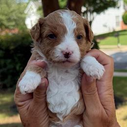 Faith - Red  female Goldendoodle puppy in Newnan, Georgia from Wagging Tailz Pups