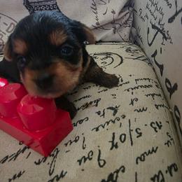 Red Girl - Black and tan female Yorkshire Terrier puppy in St. Louis, Missouri from Yorkieville - Shih Tzu Nation