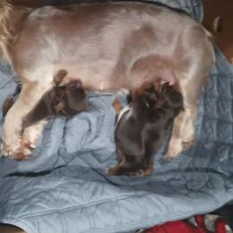 Purple Girl - Chocolate, tan and white female Yorkshire Terrier puppy in Cape Coral, Florida from Misty's Yorkshire Terriers
