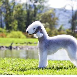 Bedlington Terrier All Grown Up from LAMZ Bedlington Terriers