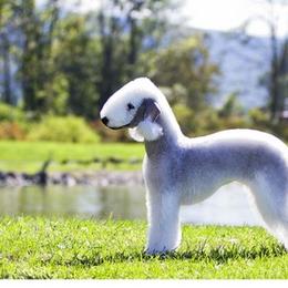 Bedlington Terrier All Grown Up from LAMZ Bedlington Terriers