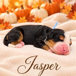Jasper - Tri-color male Bernedoodle puppy in Idaho from Bernese By Barzees