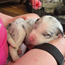 Girl 4 Light Pink - Slate merle female Border Collie puppy in Bradley, South Carolina from DiCola Farm