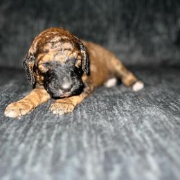 Elijah (Green Collar) - Brown male Poodle puppy in Austin, Texas from Haylee’s Pups & Paws