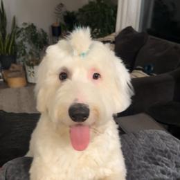 Aussiedoodle, Old English Sheepdog, Poodle, and Sheepadoodle All Grown Up from Iowa's Doodle Co.