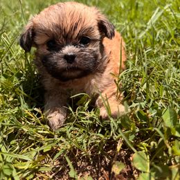 Girl 2 - Brown female Shihpoo puppy in Clayton, North Carolina from The Snuggly Shih Poo