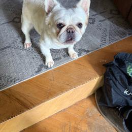 French Bulldog puppies from Elegancia Vintage Xoloitzcuintle