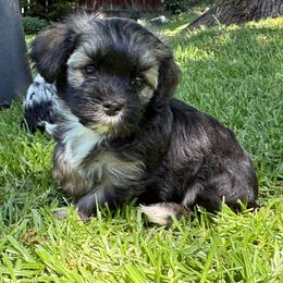 Rackie - Black and tan brindle male Havanese puppy in Brisbane, California from Natalie’s Havanese